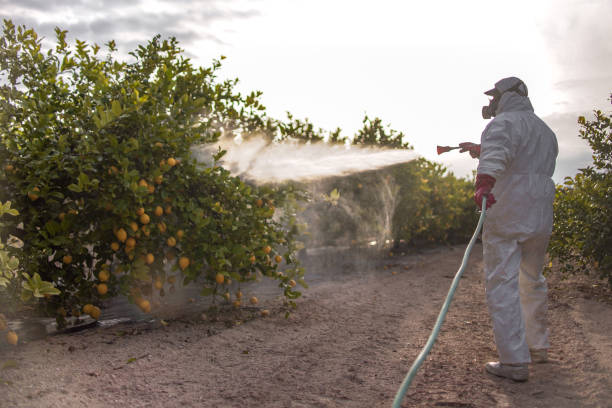 Best Termite Control Services  in Highland Springs, VA