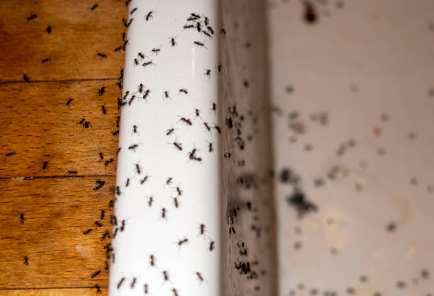 Trusted Highland Springs, VA Pest Control Experts