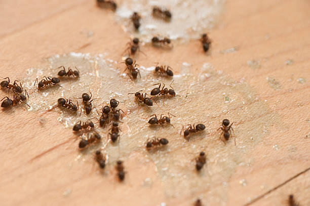 Best Wildlife Control Services  in Highland Springs, VA