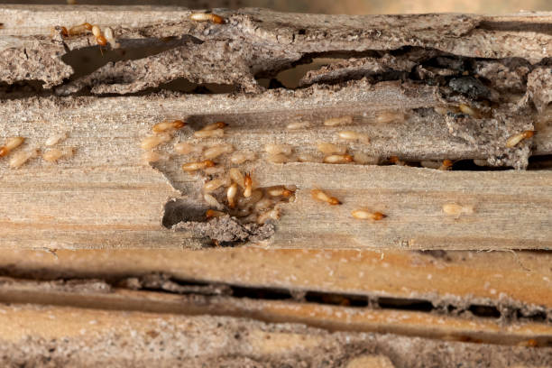 Best Pest Control Treatment  in Highland Springs, VA