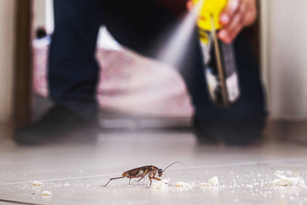 Wasp Removal Services in Highland Springs, VA